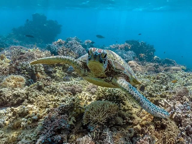 A sea turtle swimming over a colorful coral reef