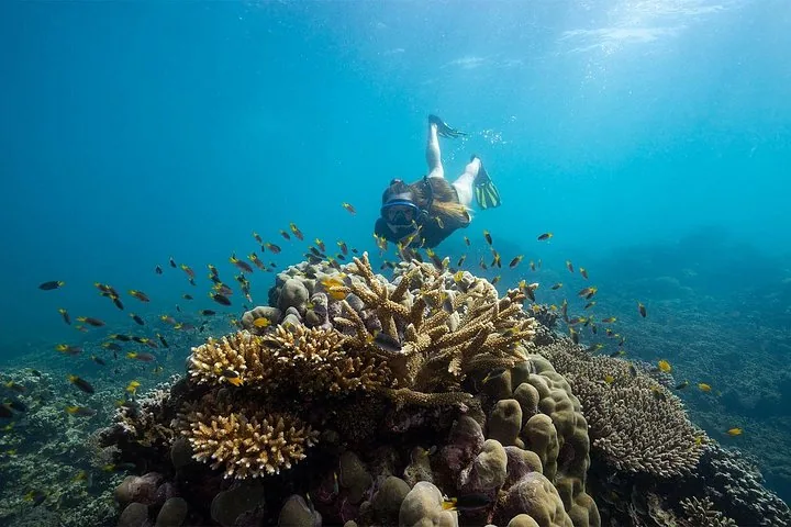A snorkeler swimming underwater near vibrant coral reef formations